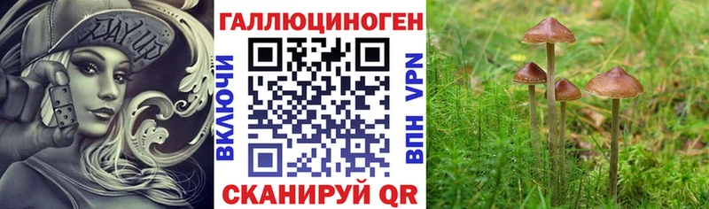 Псилоцибиновые грибы Psilocybe  Зверево 